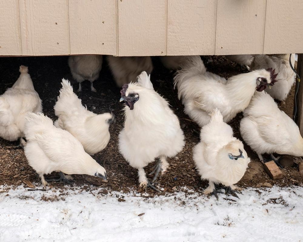 Arcady Mountain Motor Lodge